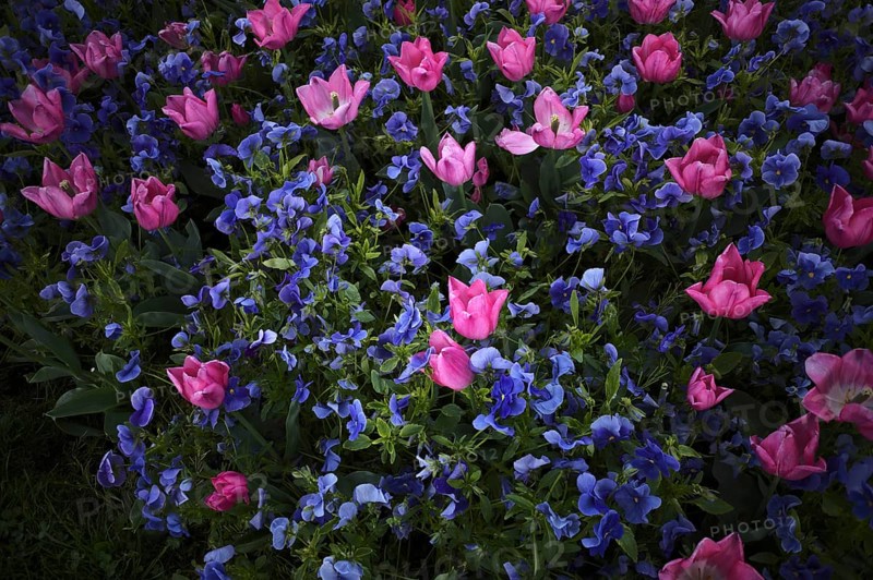 Magenta