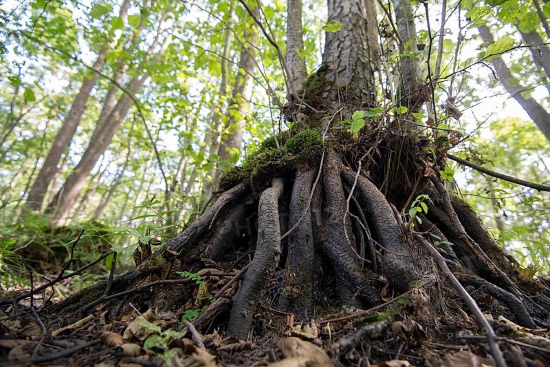 Mixed beech forest