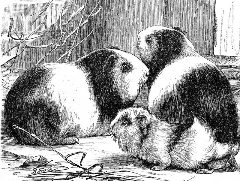 Guinea Pig pig