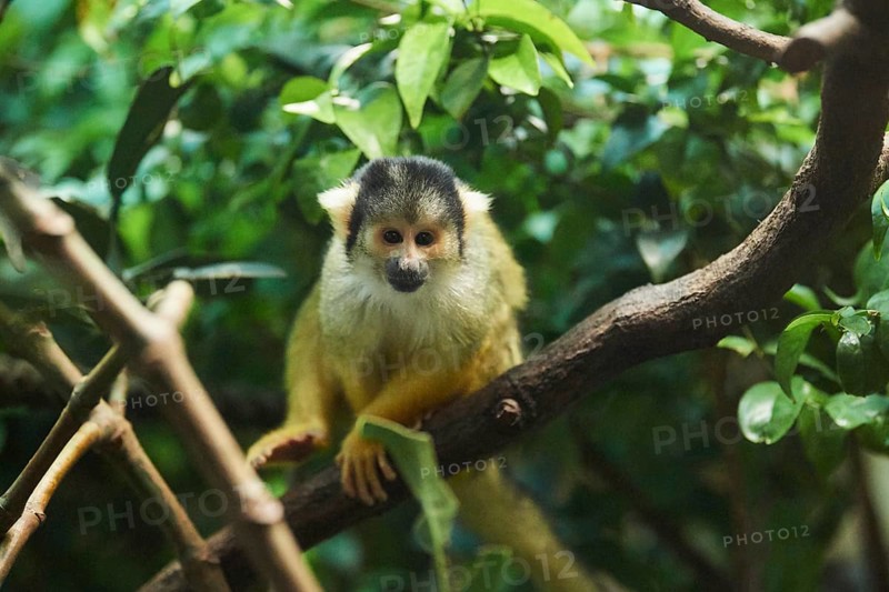 Black-capped squirrel monkey