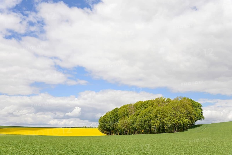 Deciduous tree grove between flowering rape