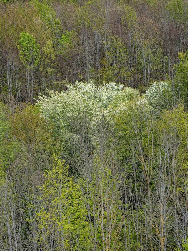 Baeume im Naturpark Schoenbuch bei Herrenberg