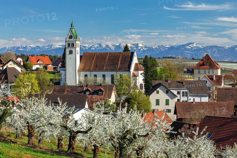 Fruit tree blossom in Gattnau