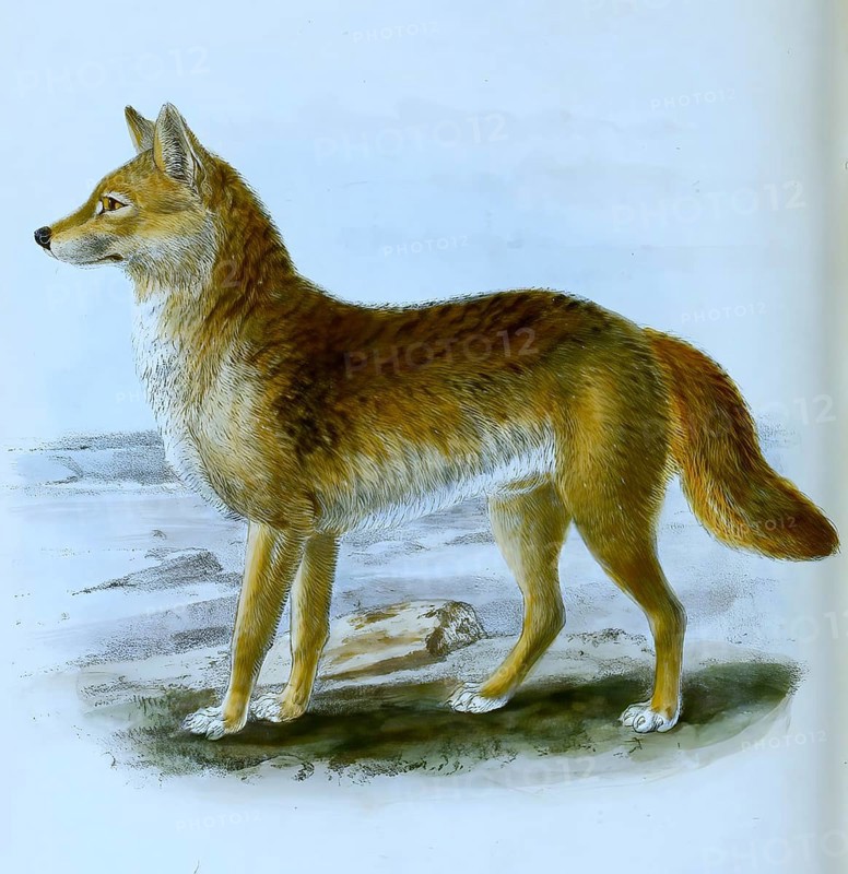 Dingo