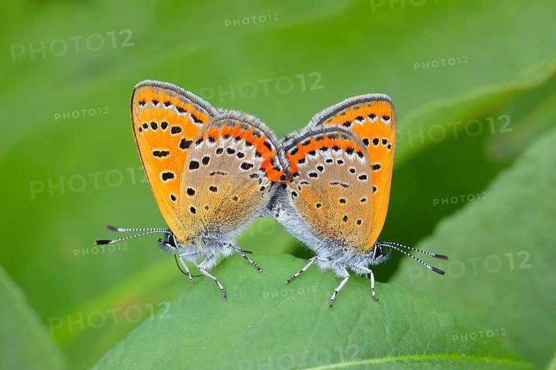 Blue iris fire butterfly