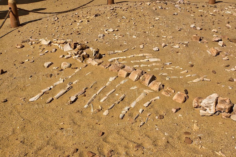 Skeleton of a Basilosaurus whale