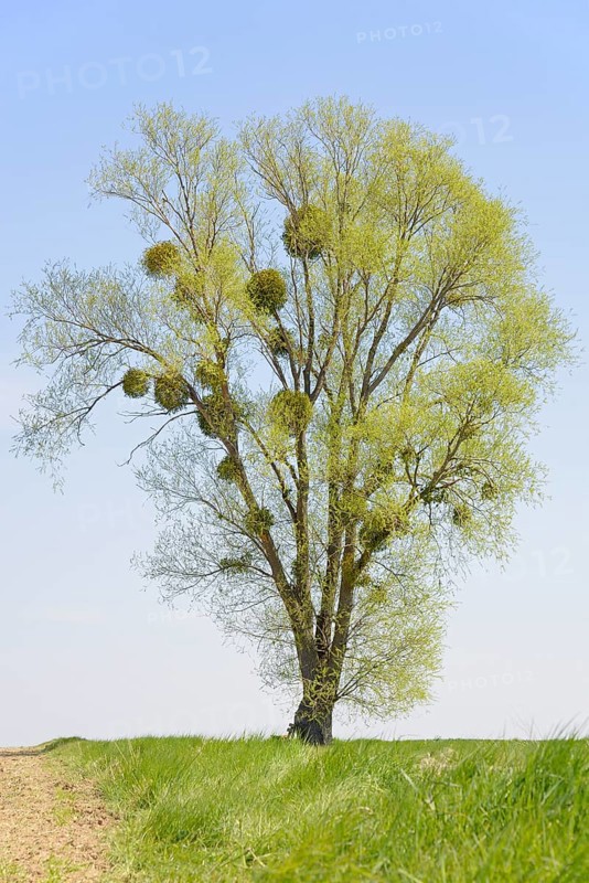 Poplar