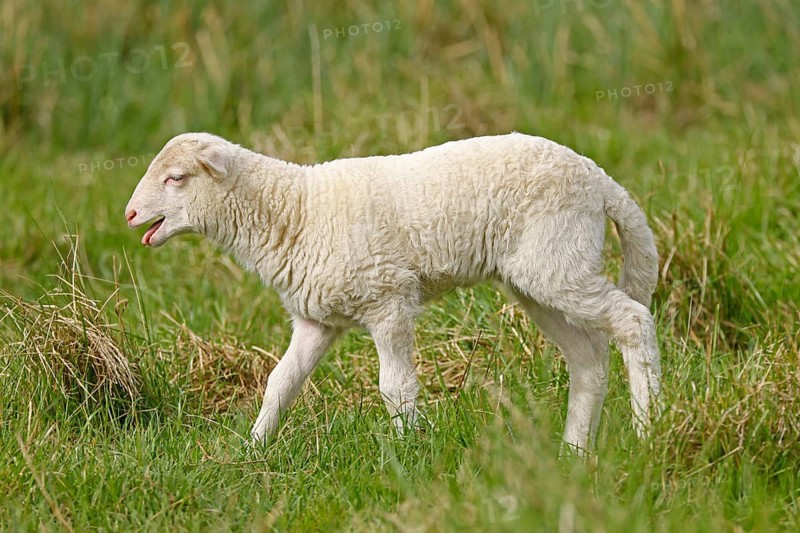 Waldschaf