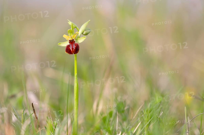Small spiderwort