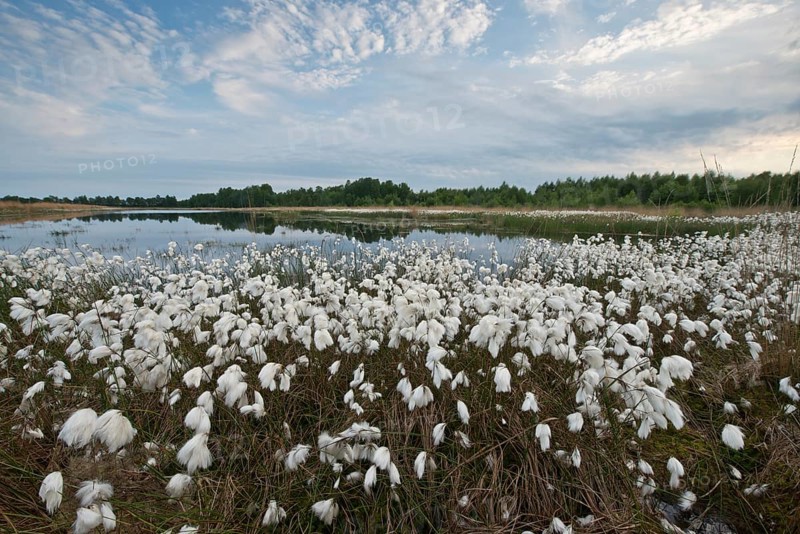 Common cottongrass
