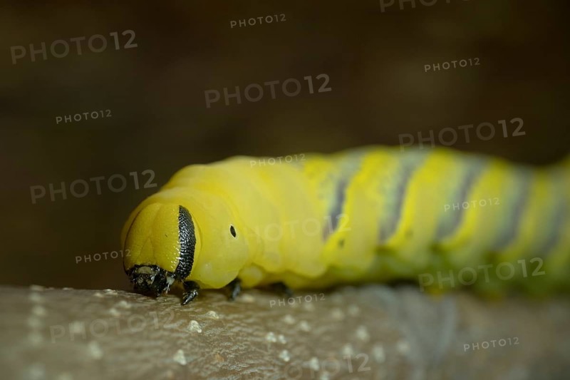 Larva