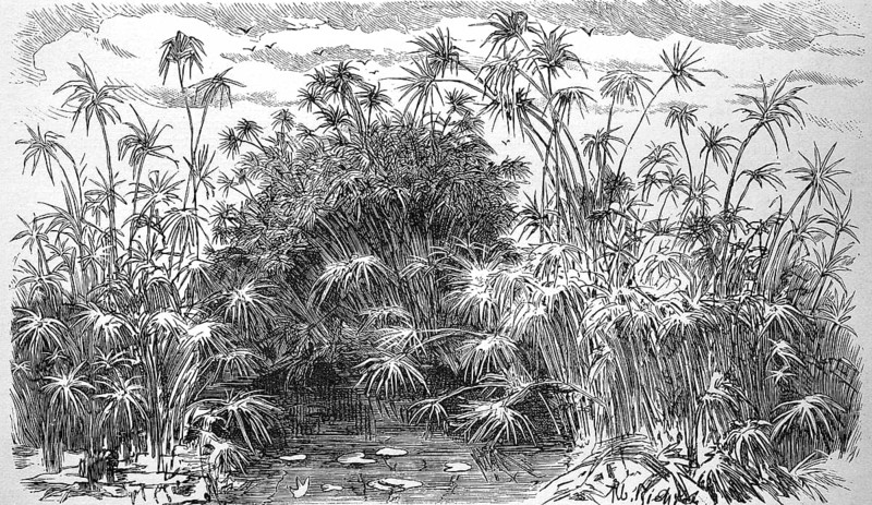 Echter Papyrus