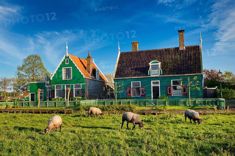 Sheeps grazing near traditional old country farm house in the museum village of Zaanse Schans