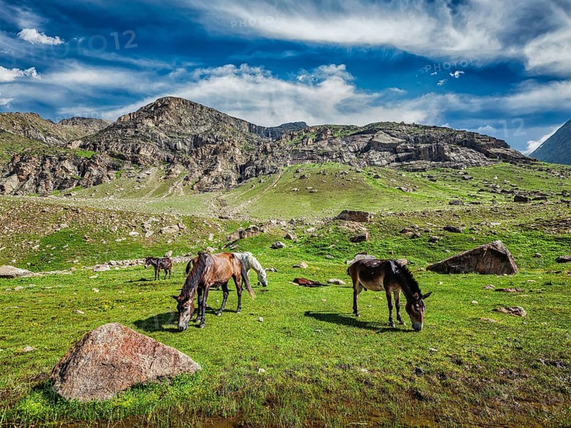 Horses grazing in Himalayas. Lahaul valley