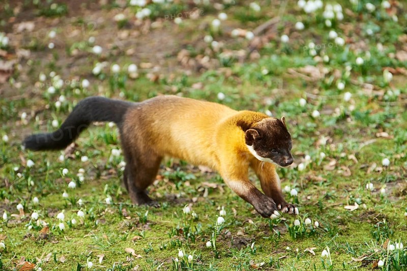 Yellow-throated marten