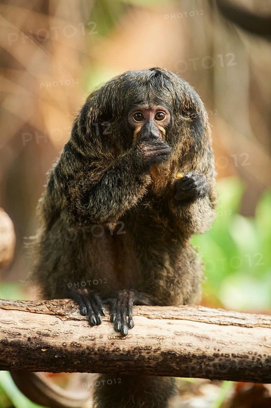 White-faced saki