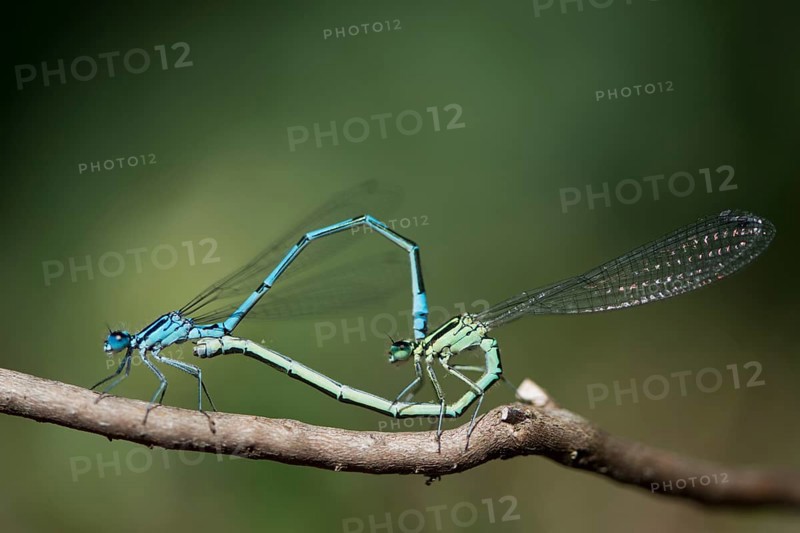 Azure damselfly