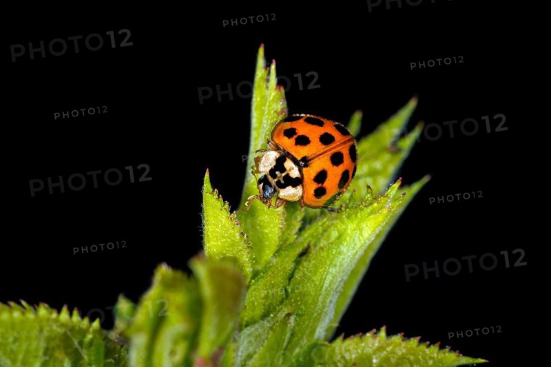 Ladybird
