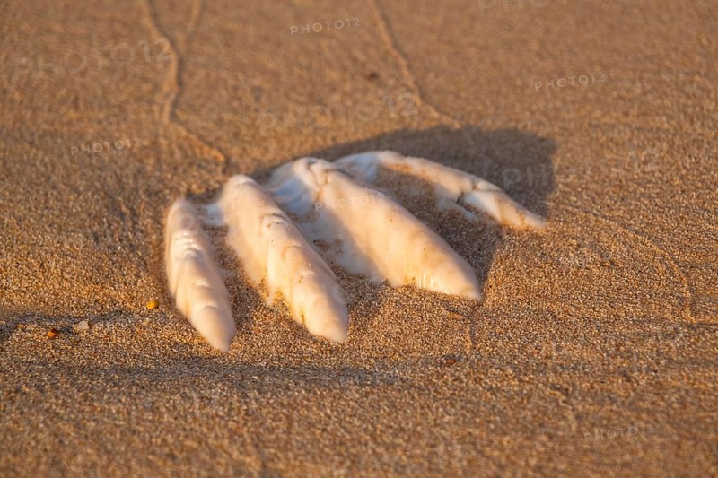 Close-up of the fossilized tridacna clam shell on a coral sand beach in the surf zone. Red Sea