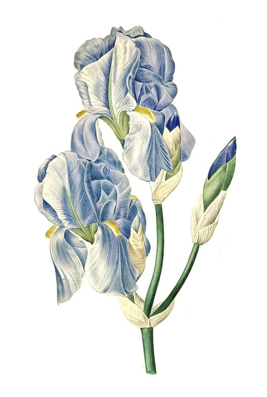 Dalmatian iris