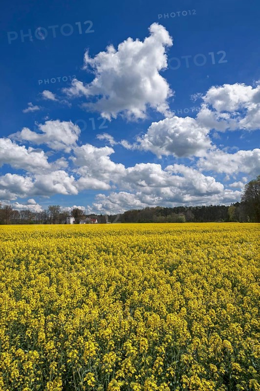 Blossoming rape