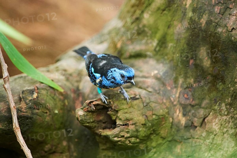 Turquoise tanager