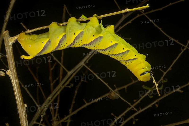 Larva