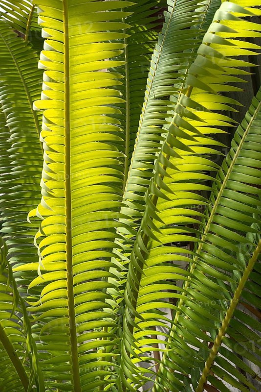 Leaves of Mexican Giant Palm Fern