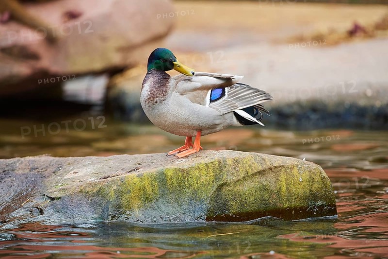 Wild duck