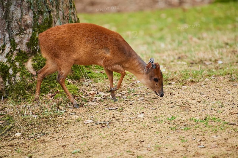 Red forest duiker