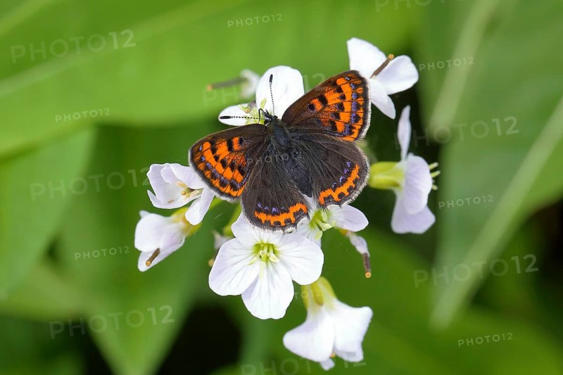 Blue iris fire butterfly