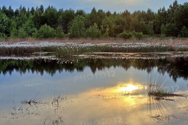 Common cottongrass