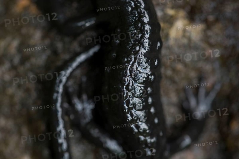 Alpine salamander