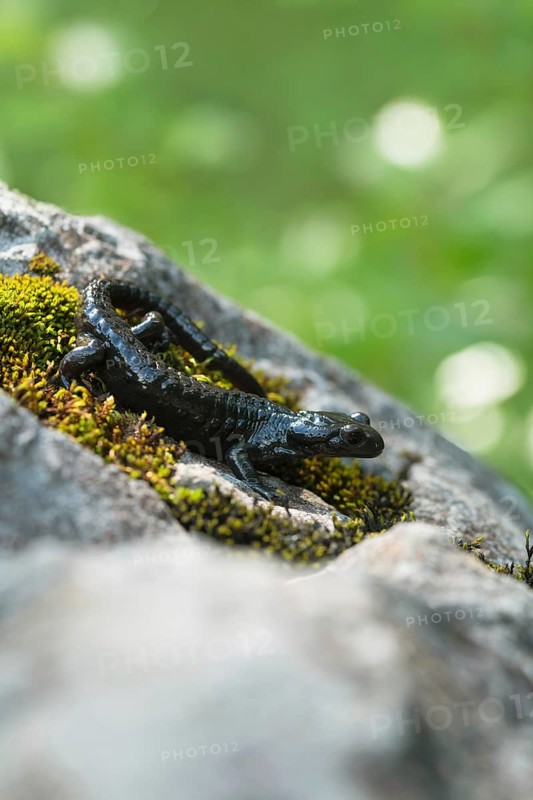 Alpine salamander