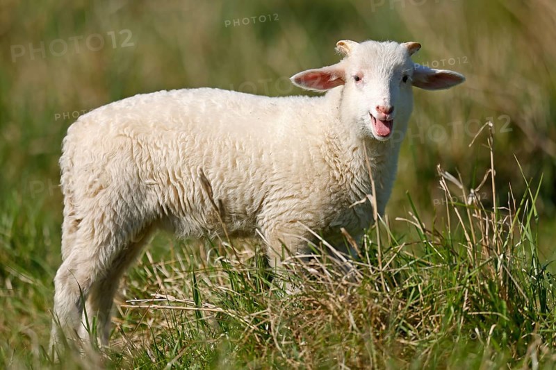 Waldschaf