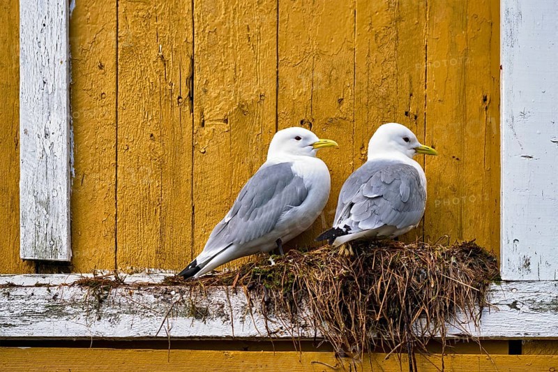 Seagulls couple two birds on nest against yellow wall. Lofoten islands
