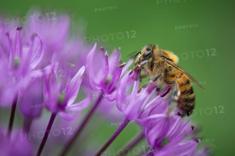Honey bee