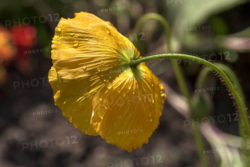 Dewdrops on a flower of the iceland poppy