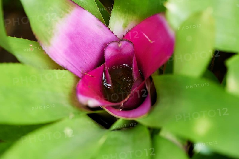 Blushing Bromeliad