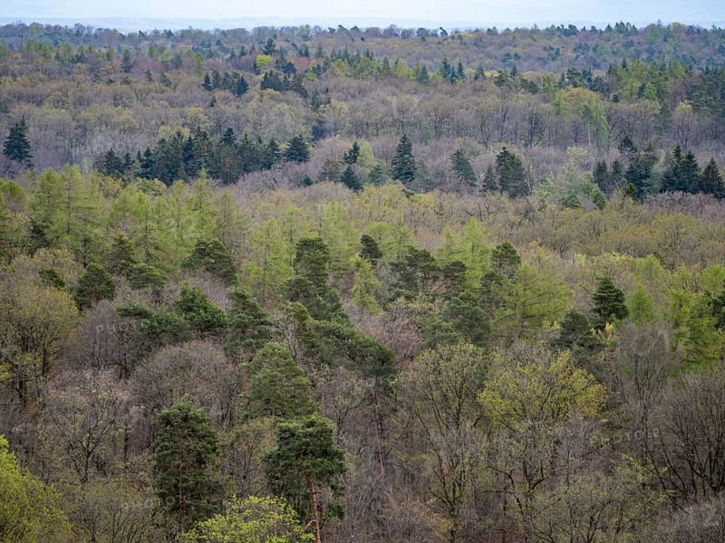Baeume im Naturpark Schoenbuch bei Herrenberg