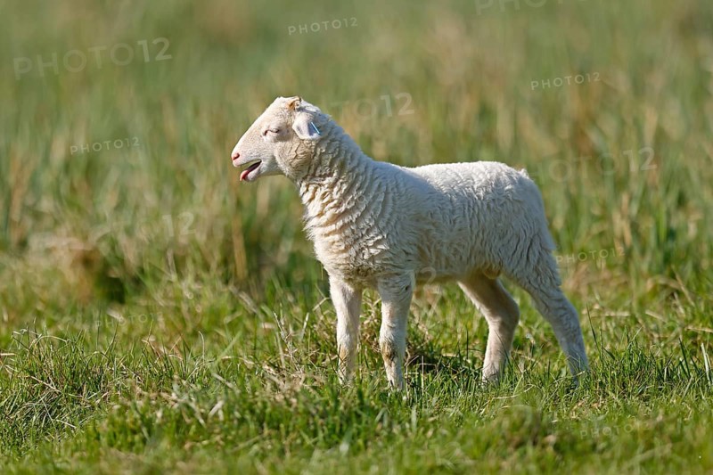 Waldschaf