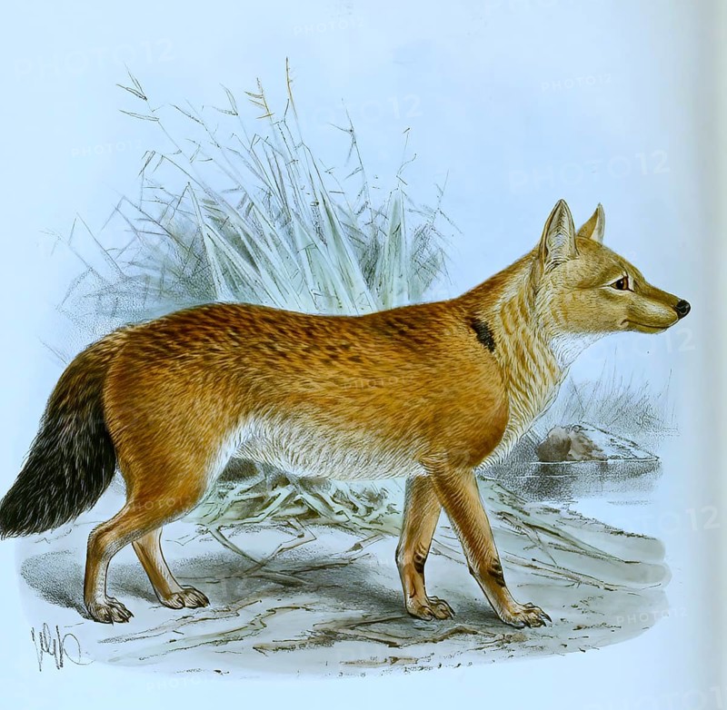 Red dog