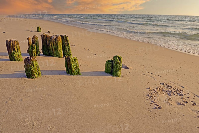 Algae-covered groynes in the evening on the beach of Rantum