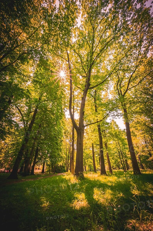 Sun star shines through the canopy of deciduous trees on Sunday at noon in the von-alten-Garten Park in Hannover Linden