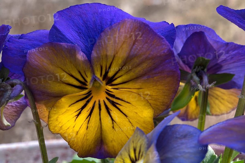 Flower of a pansy