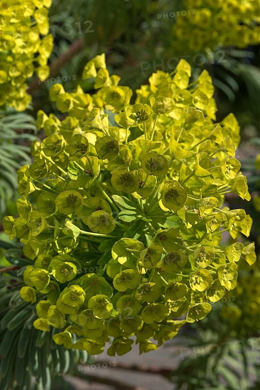 Wood Spurge