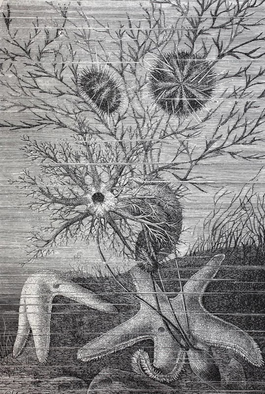 Echinoderm ist die gebraeuchliche Bezeichnung fuer jedes Mitglied des Stammes Echinodermata von Meerestieren
