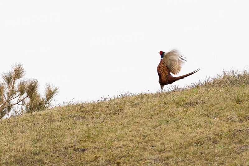 Pheasant