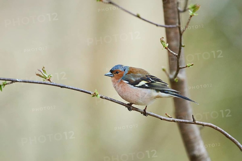 Common chaffinch