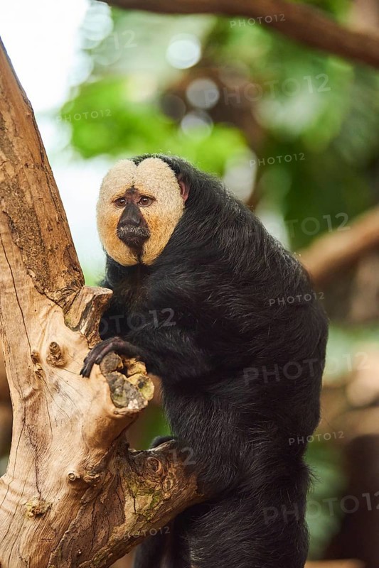 White-faced saki